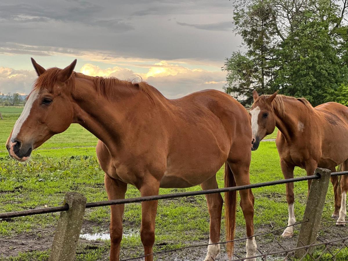 Black Horse Пасленк Экстерьер фото