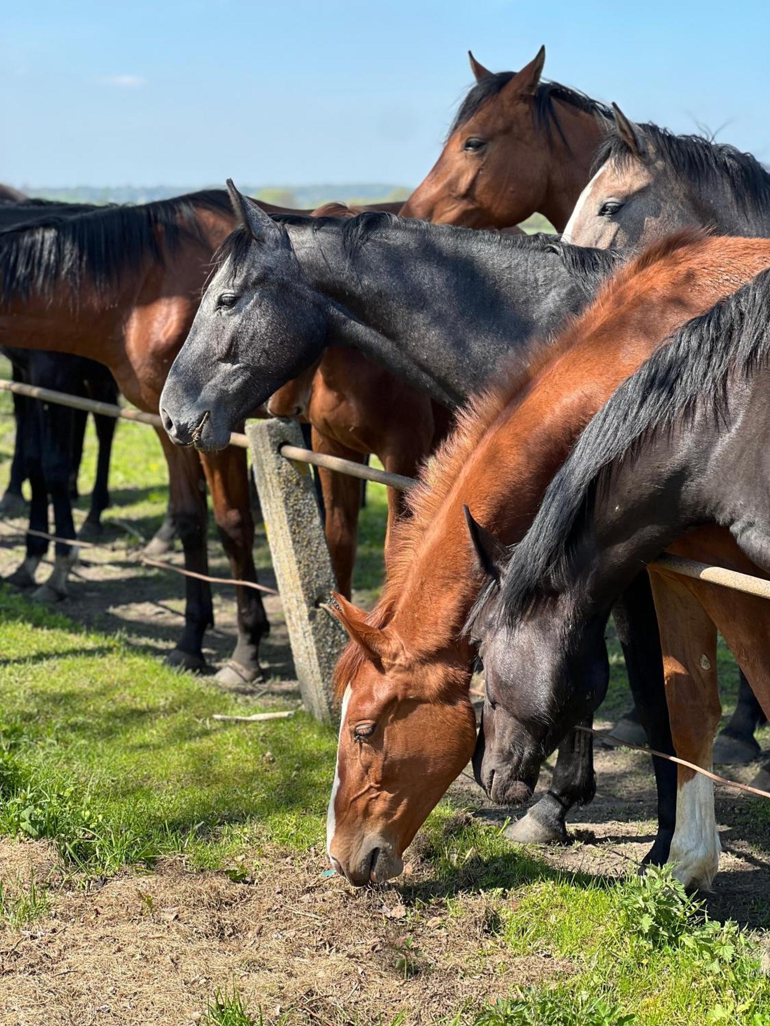 Black Horse Пасленк Экстерьер фото